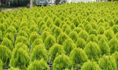 35 Bin Adet Fidan Dağıtımı Yapıldı