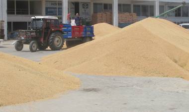 Buğday Alım Fiyatları 80-90 Kuruş Civarında