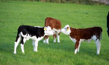 2018 Yılı Buzağı Destekleme Başvuruları Başladı