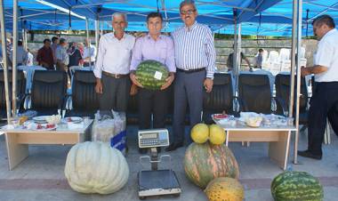 Vezirköprü'de Festival'de Kavun, Karpuz ve Çilek Yarışması Yapıldı