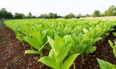 Tütün’de KOTA’nın Vezirköprü’ye zararı 20 milyon TL