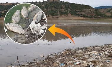 Altınkaya Baraj Gölünde Toplu Balık Ölümü!