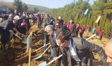 11 Milyon Fidan Kampanyasında Vezirköprü'ye 12Bin Fidan