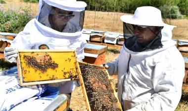 Arıcılar, Kimyasallara Karşı Uyarıldı