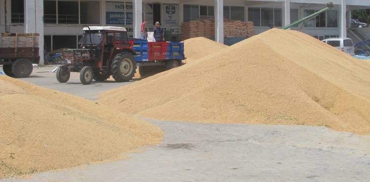 Buğday Alım Fiyatları 80-90 Kuruş Civarında