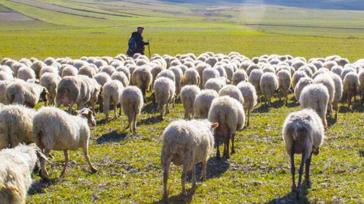 Çobanlık İçin Teşvik Hibesi :  5.000 TL