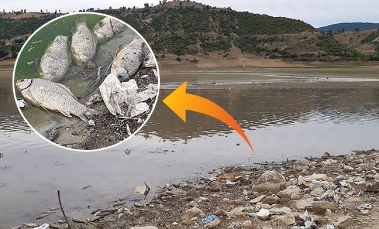 Altınkaya Baraj Gölünde Toplu Balık Ölümü!